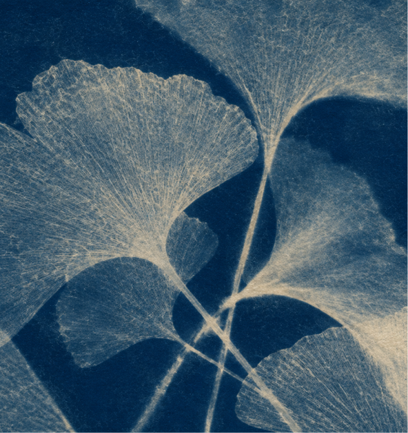 Ginkgo leaf study in blue and cream.