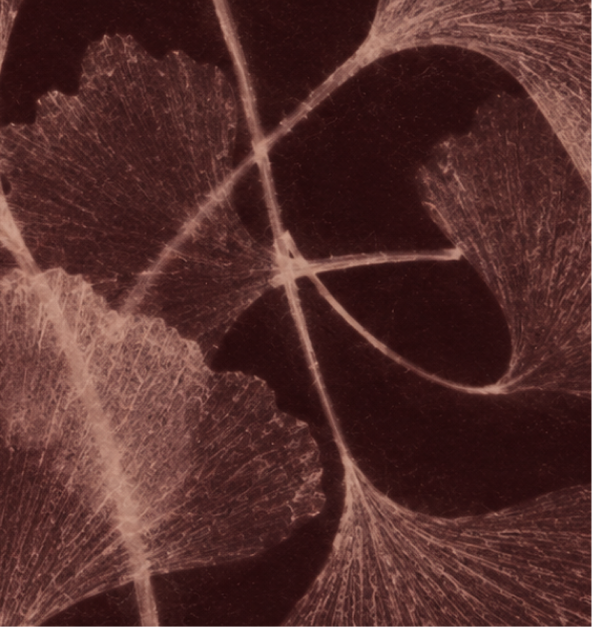 Ginkgo leaf study in burgundy and pink.