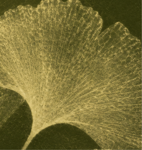 Ginkgo leaf study in olive and yellow.